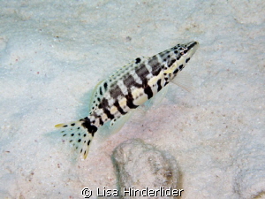 Harlequin Bass- Finally get a clear shot of one of these ... by Lisa Hinderlider 
